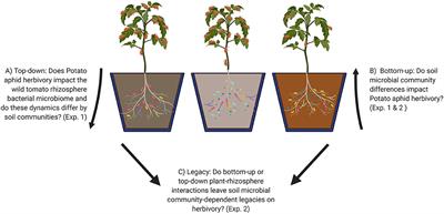 Foliar Aphid Herbivory Alters the Tomato Rhizosphere Microbiome, but Initial Soil Community Determines the Legacy Effects